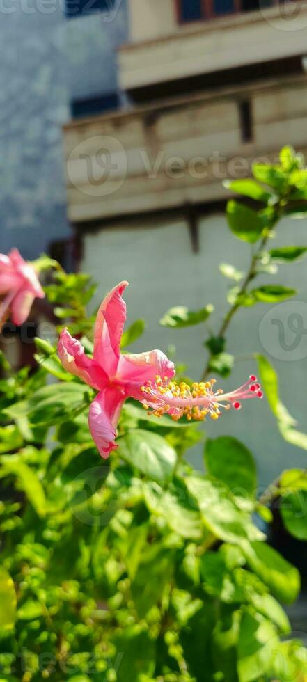 Red hibiscus flower on nature background It can be considered the queen of tropical flowers. And can also use flowers and leaves that contain mucilage for medicinal and beauty benefits as well. photo