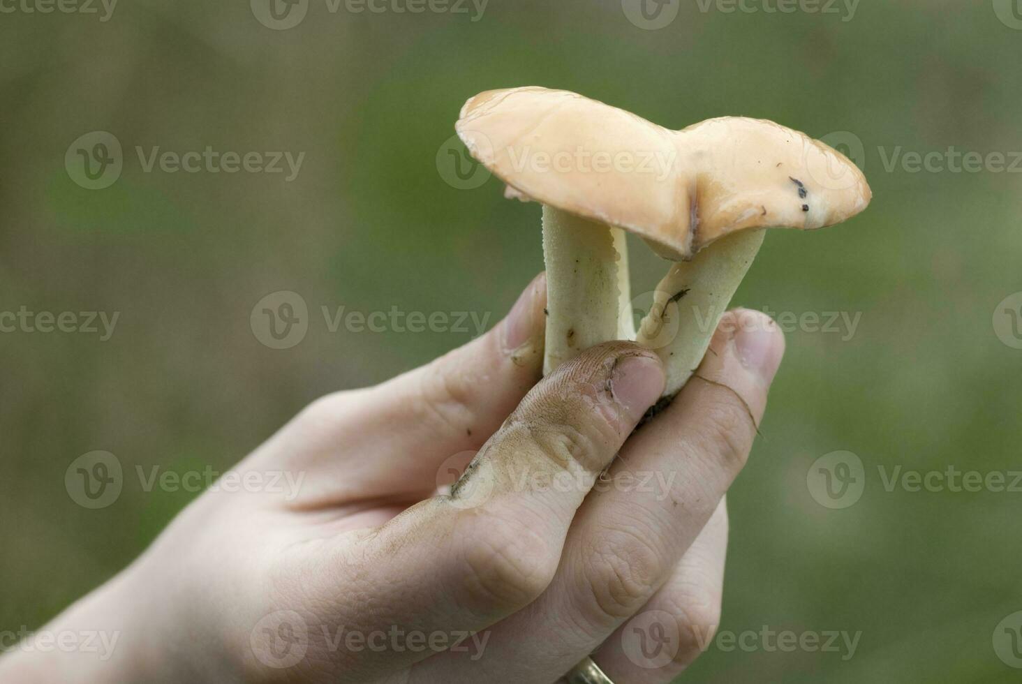 mushroom in hand photo