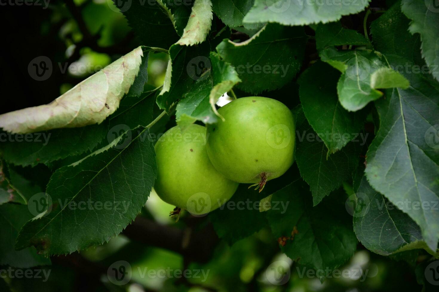 rojo manzana en árbol foto