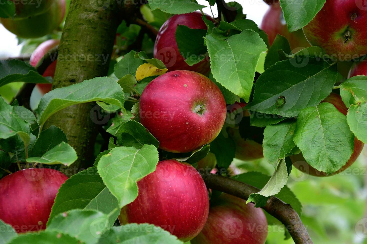 rojo manzana en árbol foto