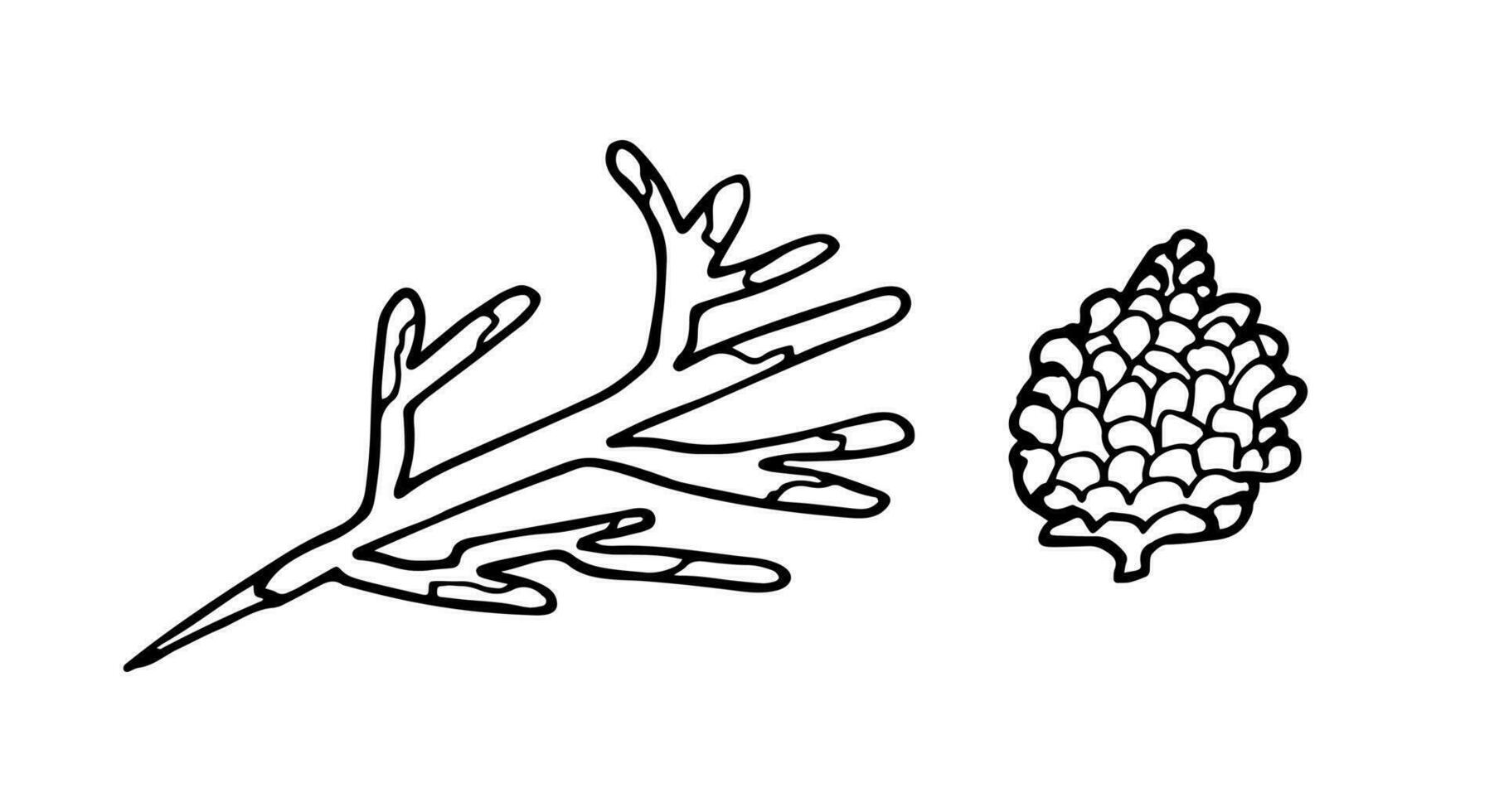 Doodle pine cone and fir branch. Simple line drawing.Trendy doodle vector illustration. Premade logo or icon. Isolated on white background.