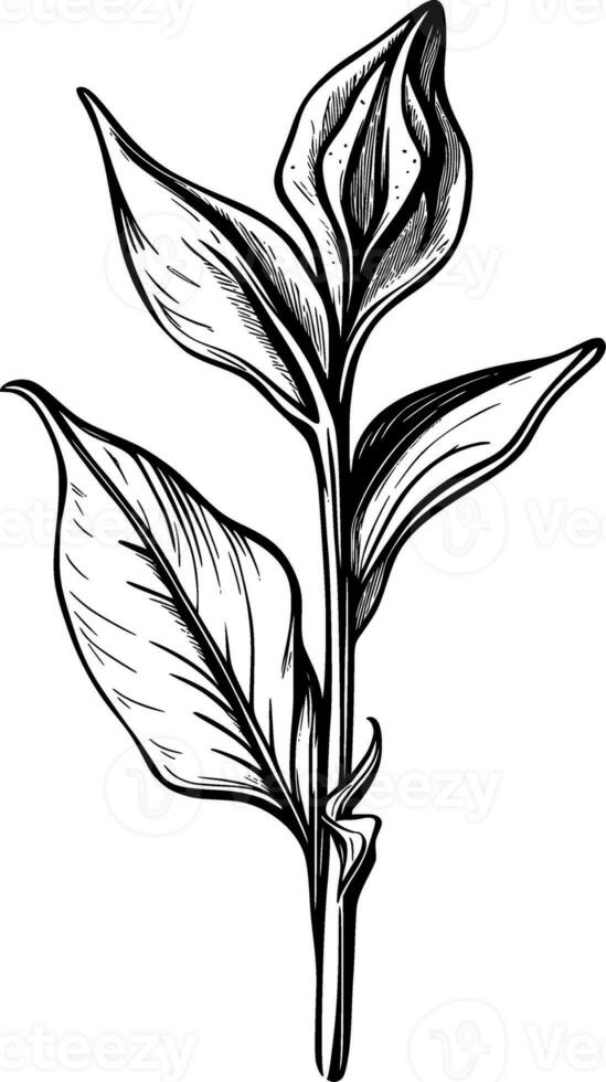 black and white of canna lily flower cartoon photo