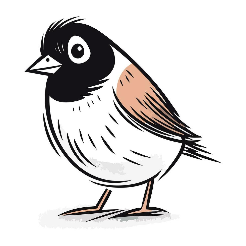 piñonero pájaro en blanco antecedentes. vector ilustración de un pájaro.