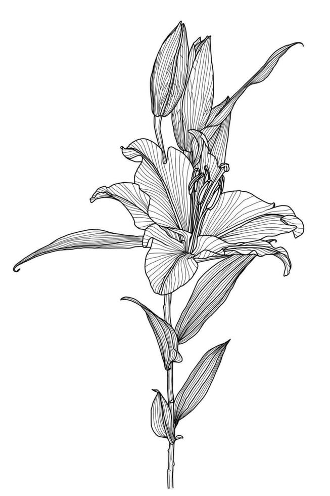 Realistic linear lily flower graphics with leaves and buds isolated on white background, modern digital art. Design element for decorating printed products, invitations, postcards. vector