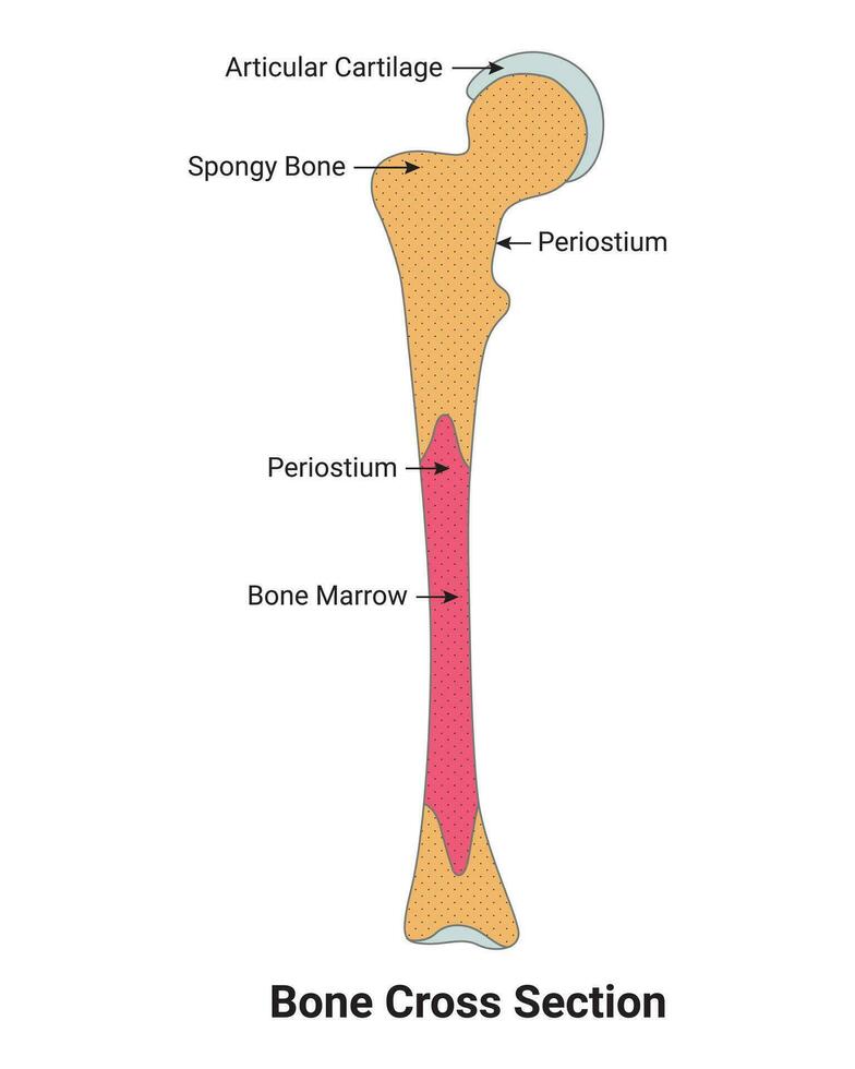 hueso cruzar sección Ciencias diseño vector ilustración