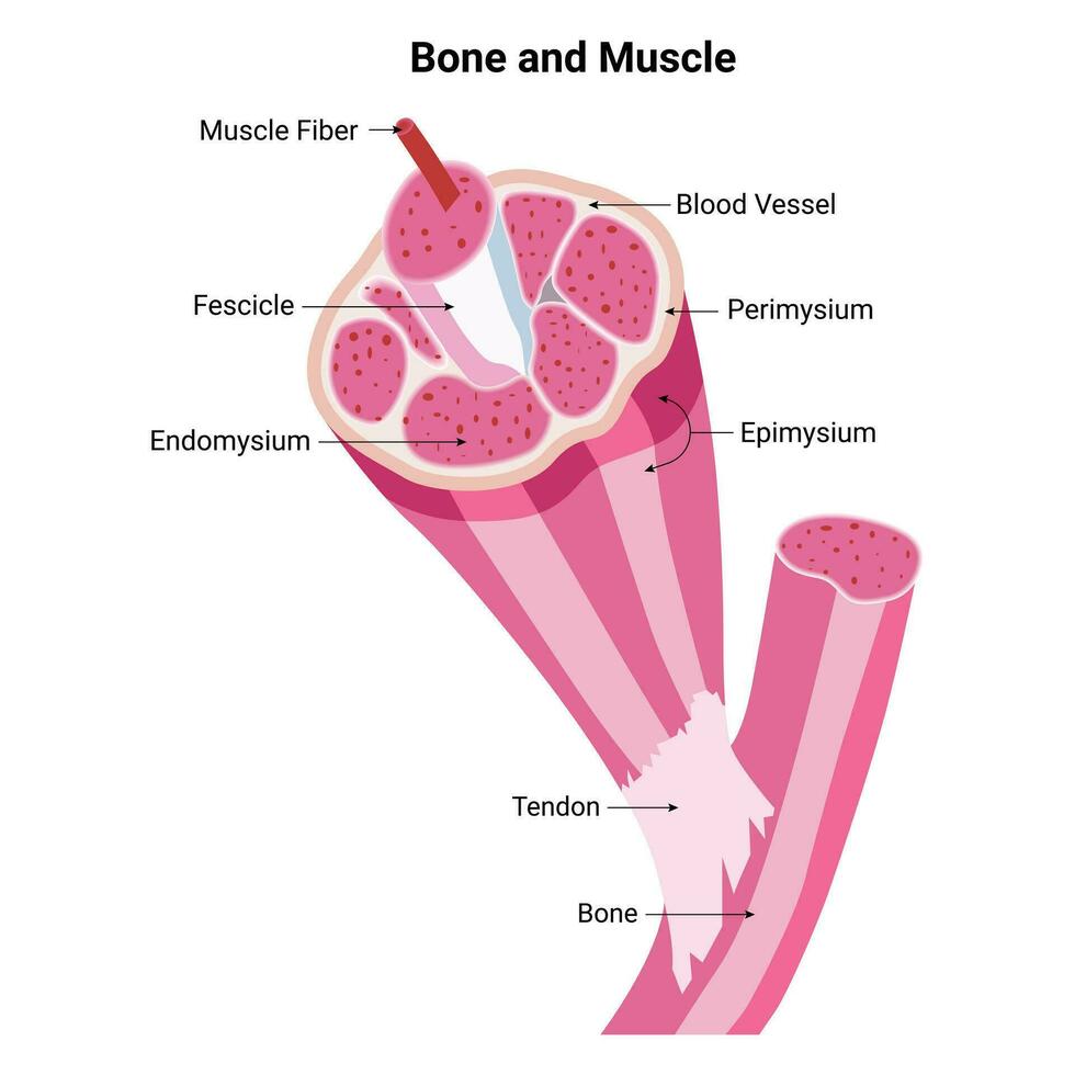 hueso y músculo Ciencias diseño vector ilustración