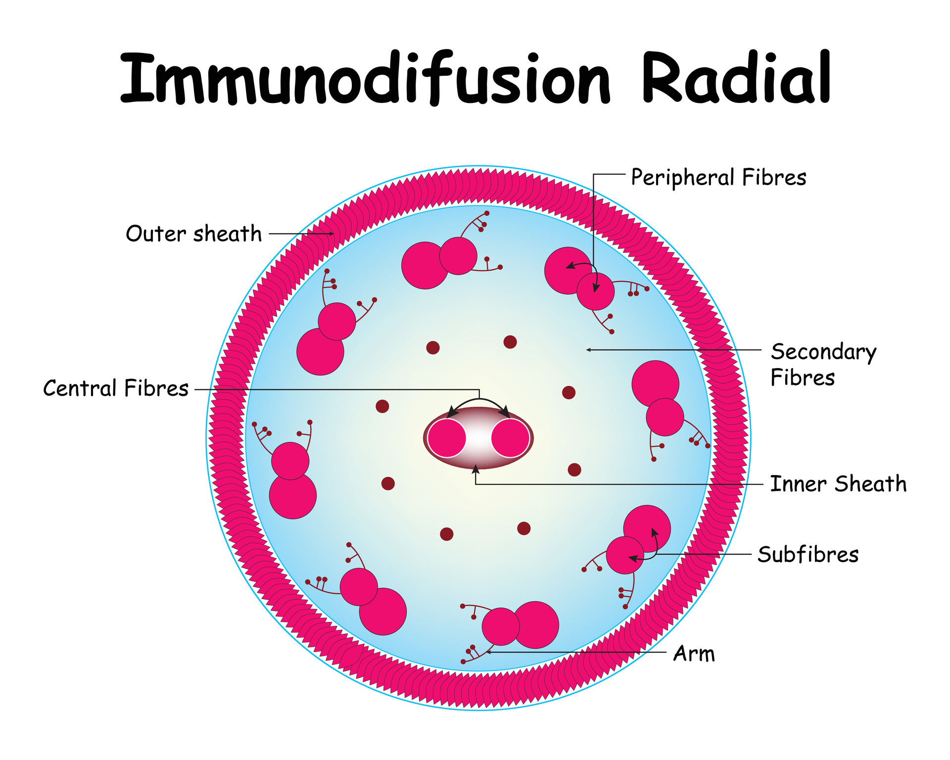 Immunodiffusion Radial Science Design Vector Illustration 33240379