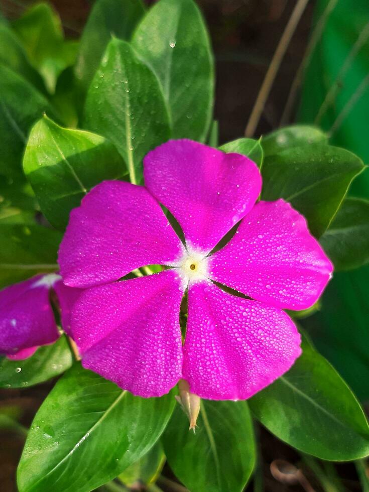 A beautiful view of a Madagascar Periwinkle plant with flower photo