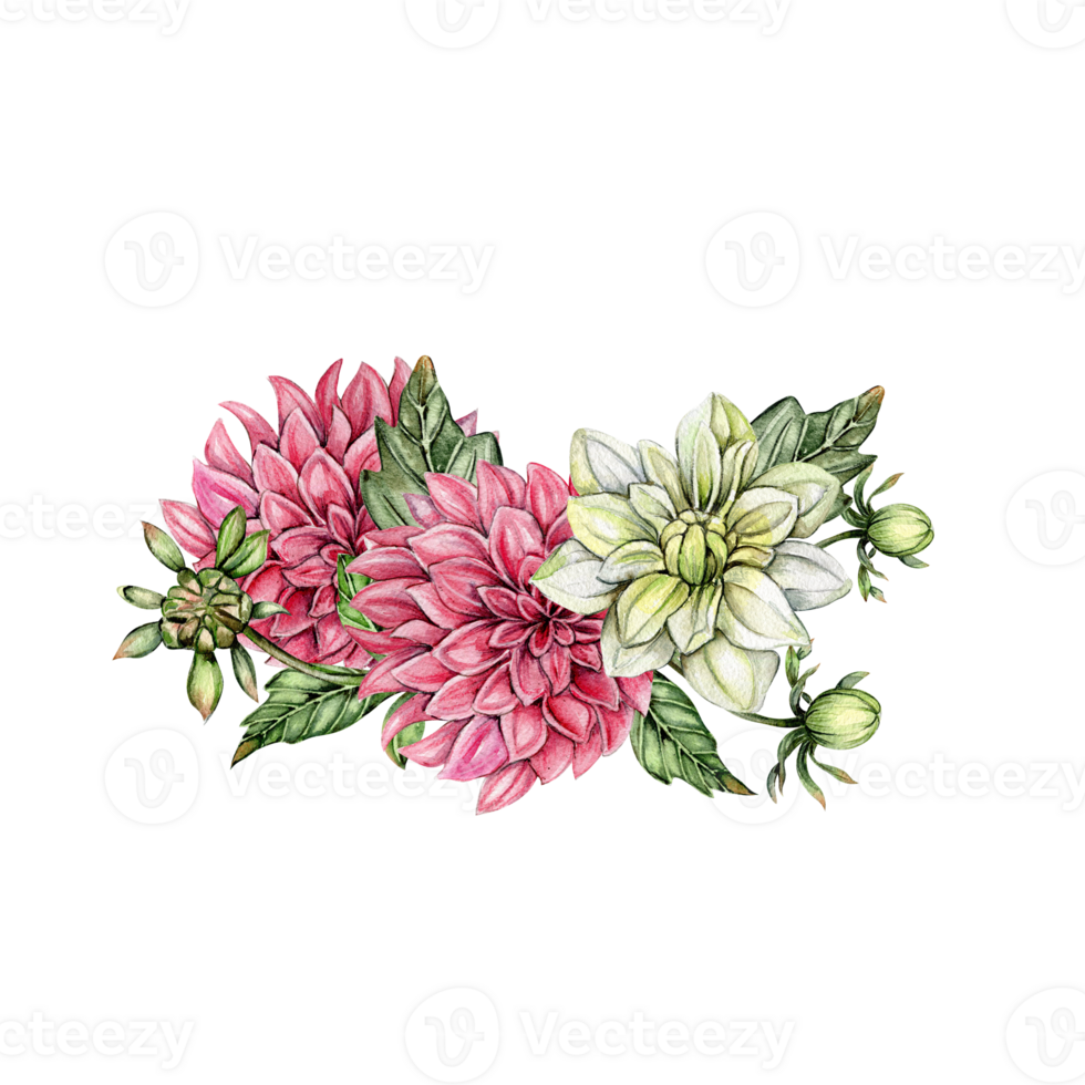 Watercolor dahlia flowers composition. png
