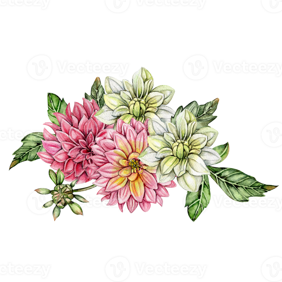 Watercolor dahlia flowers composition. png