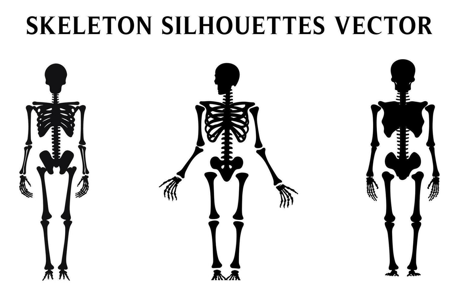 conjunto de esqueletos vector para Víspera de Todos los Santos, esqueleto siluetas aislado en un blanco