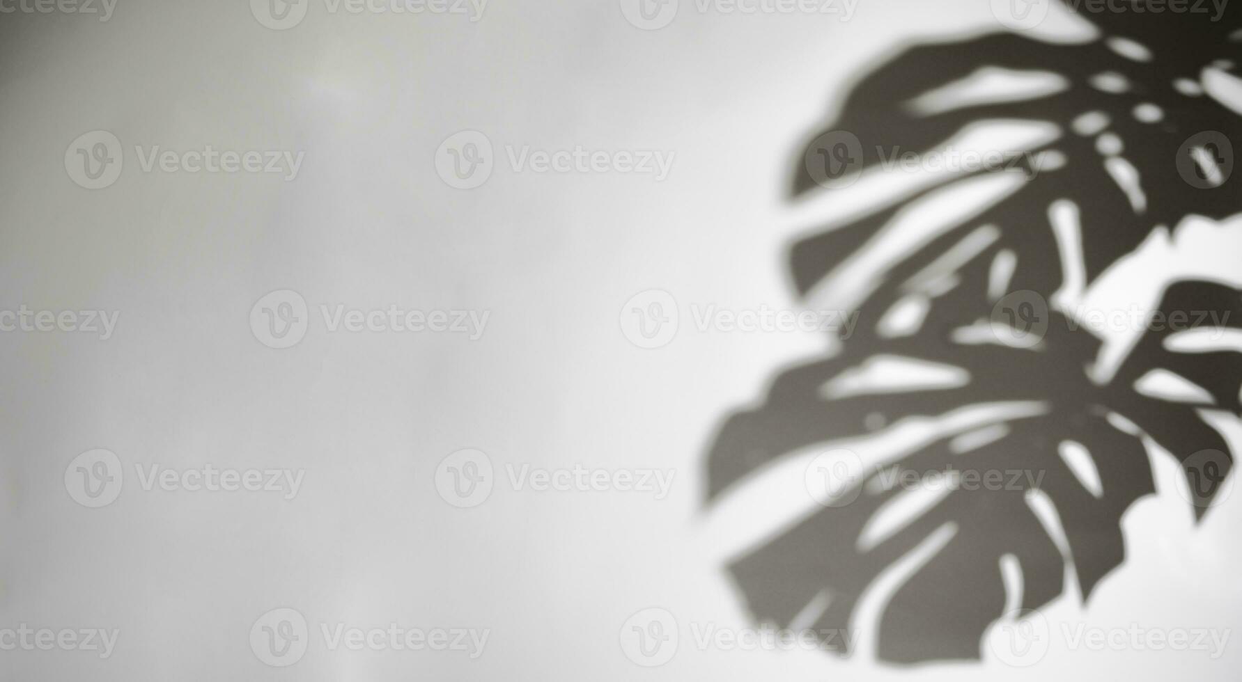 shadows monstera leaf on concrete plants absorb toxins on white wall blur background black and white photo