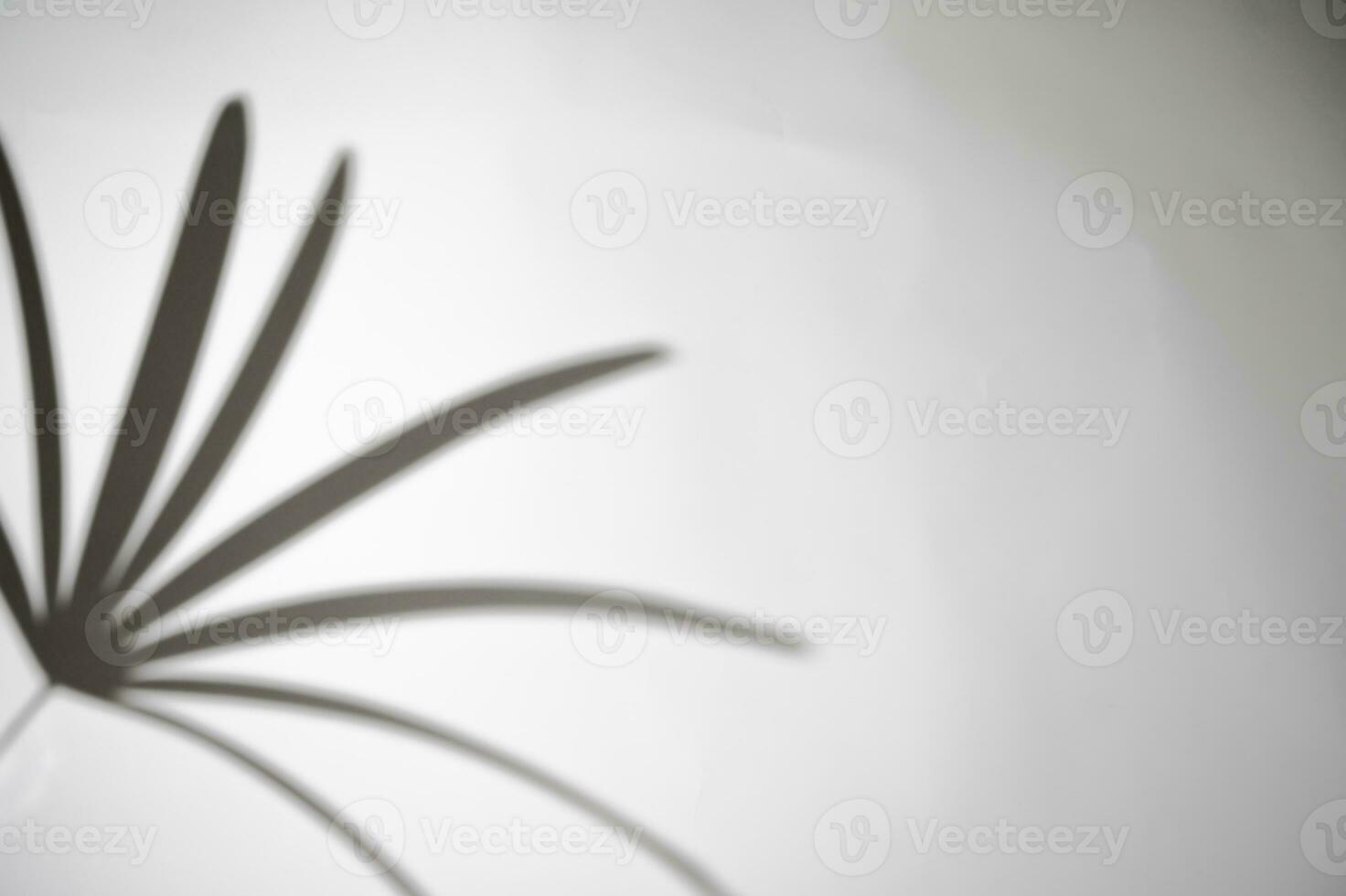 Palm or Bamboo palm, wind blowing green palm leaf and shadows Ornamental plants absorb toxins on white wall blur background, photo