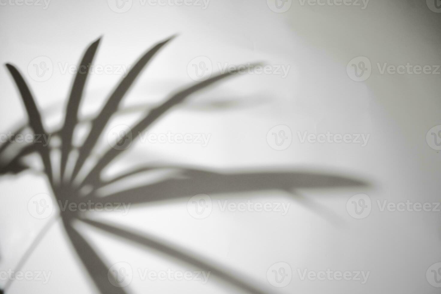 Palm or Bamboo palm, wind blowing green palm leaf and shadows Ornamental plants absorb toxins on white wall blur background, photo