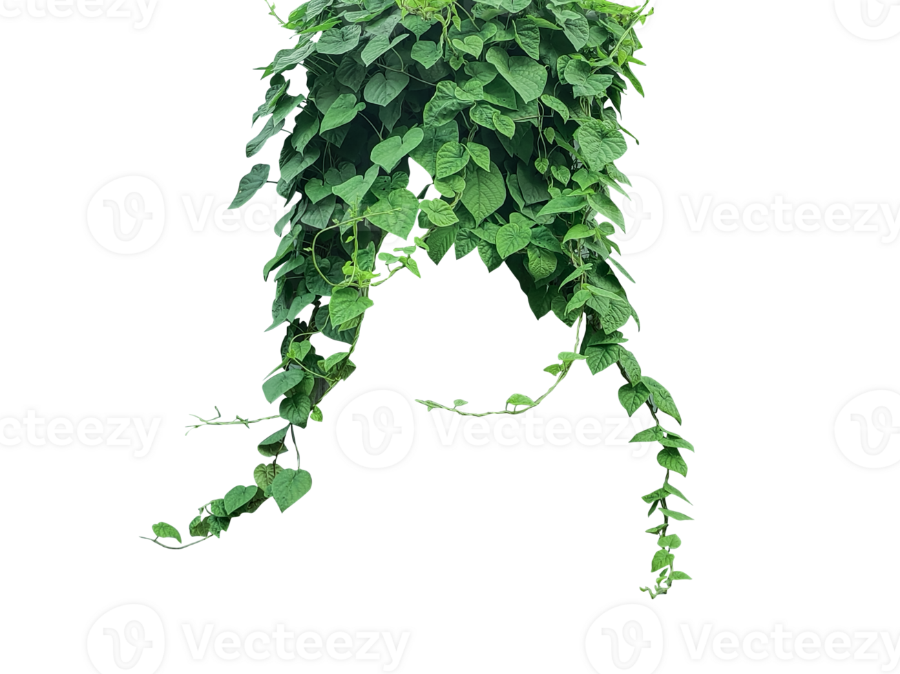 green plants hanging from a tree, Green Creeper Plant Isolated On Transparent green leaves background on a wall  With Gradient Mesh, png