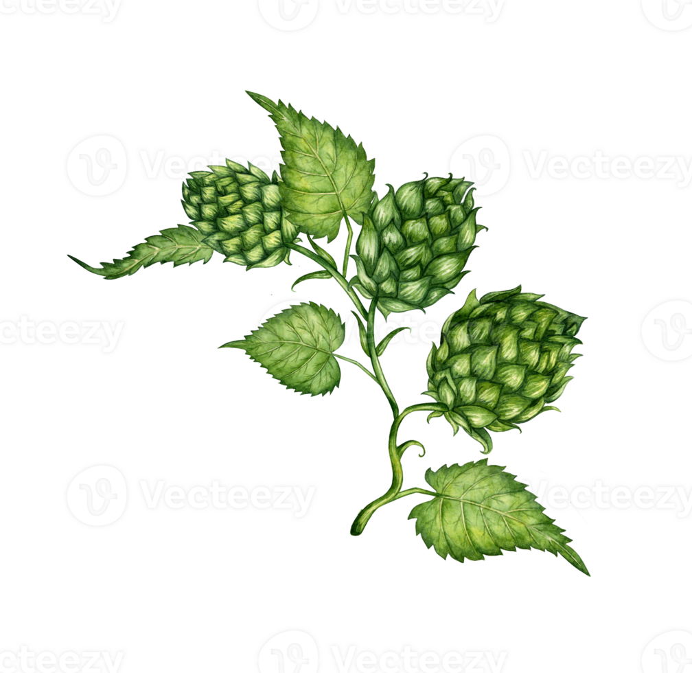 Watercolor illustration of a branch of fresh green hops for use in the brewing industry. Isolated malt. Composition for posters, postcards, banners, flyers, covers, posters and other printing products png