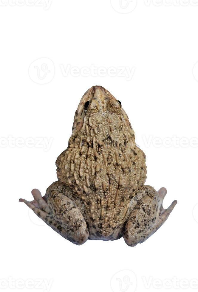 frog, hoplobatrachus rugulosus, top view, look down photo