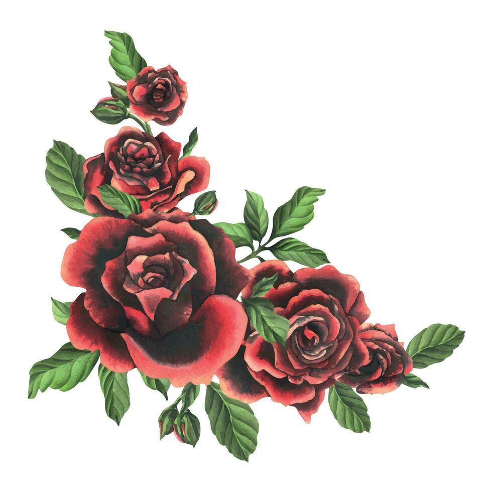 negro rojo Rosa flores con verde hojas y brotes, elegante, brillante, hermosa. mano dibujado acuarela ilustración. aislado composición en un blanco fondo, para decoración y diseño vector