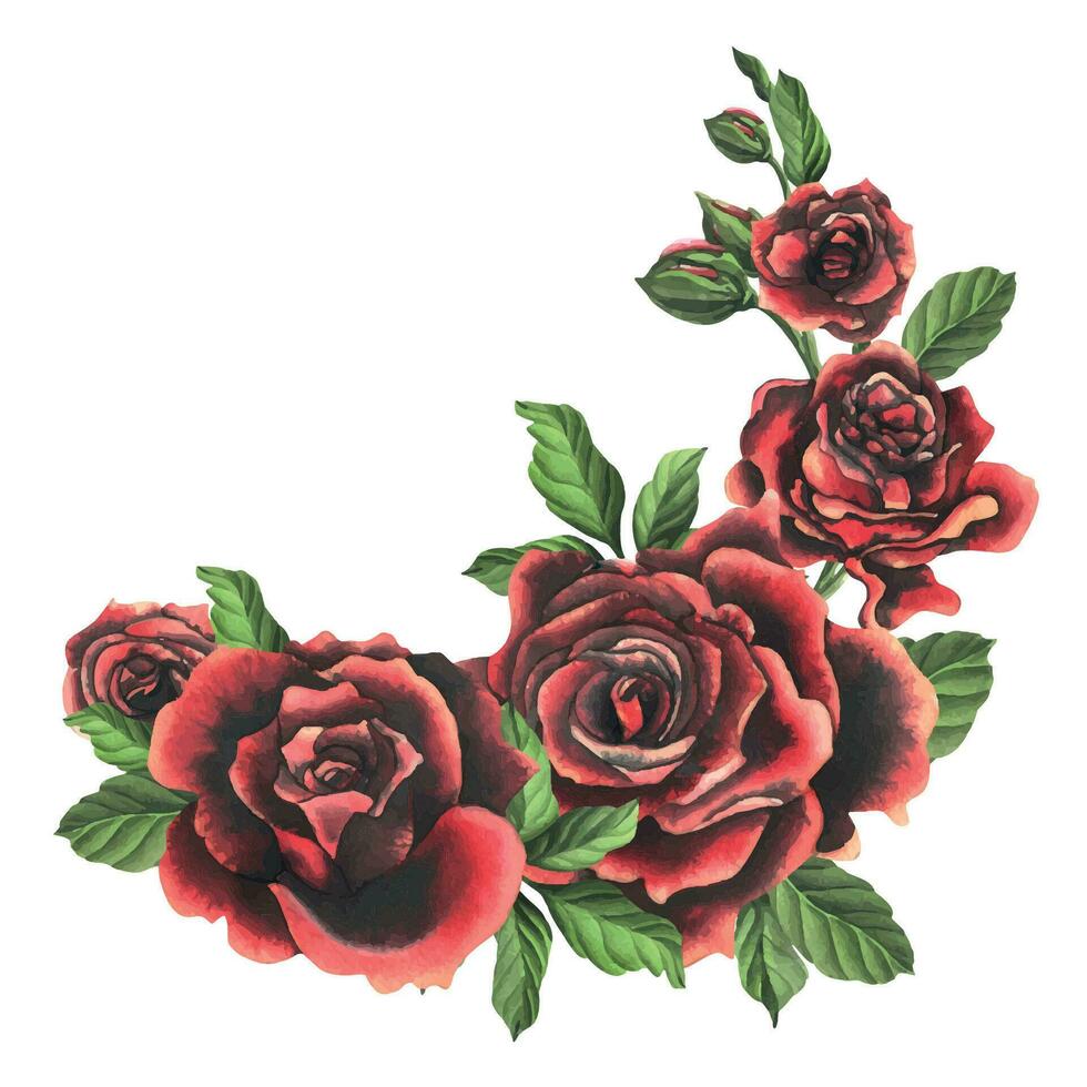 negro rojo Rosa flores con verde hojas y brotes, elegante, brillante, hermosa. mano dibujado acuarela ilustración. aislado composición en un blanco fondo, para decoración y diseño. vector