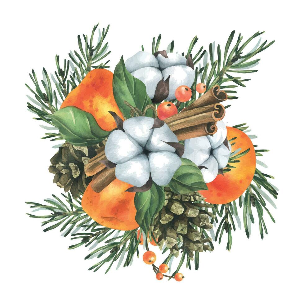 Tangerines with spruce branches, pine cones, cotton and spices. Hand drawn watercolor illustration. Isolated composition on a white background for New Year and Christmas vector