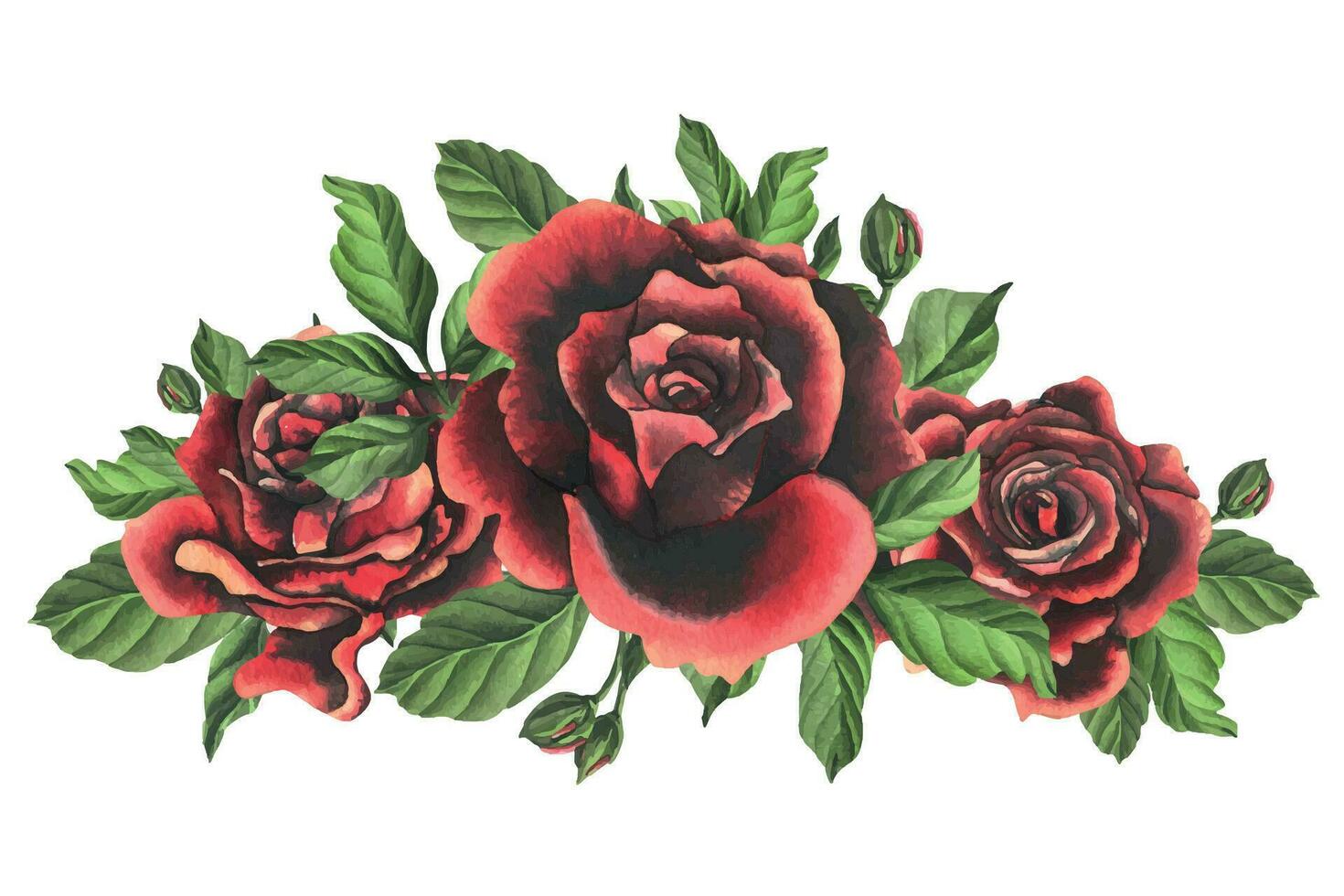 Redblack rose flowers with green leaves and buds, chic, bright, beautiful. Hand drawn watercolor illustration. Isolated composition on a white background, for decoration and design. vector