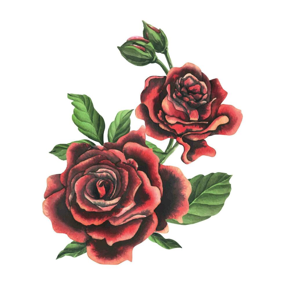 Redblack rose flowers with green leaves and buds, chic, bright, beautiful. Hand drawn watercolor illustration. Isolated composition on a white background, for decoration and design vector