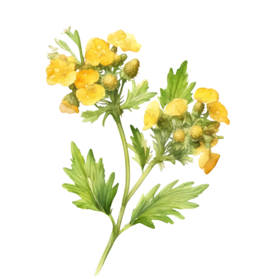 A painting of the Yellow Rattle plant. Ai-Generated. png