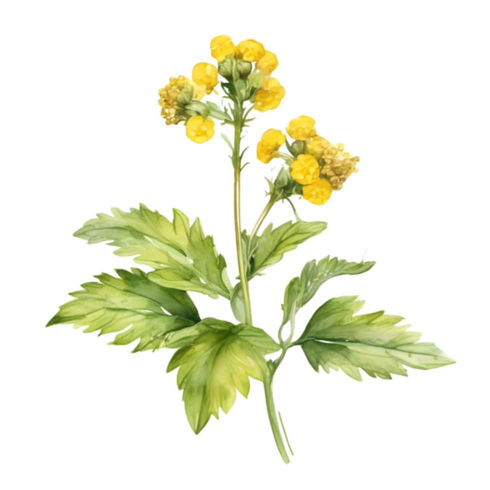 A painting of the Yellow Rattle plant. Ai-Generated. png
