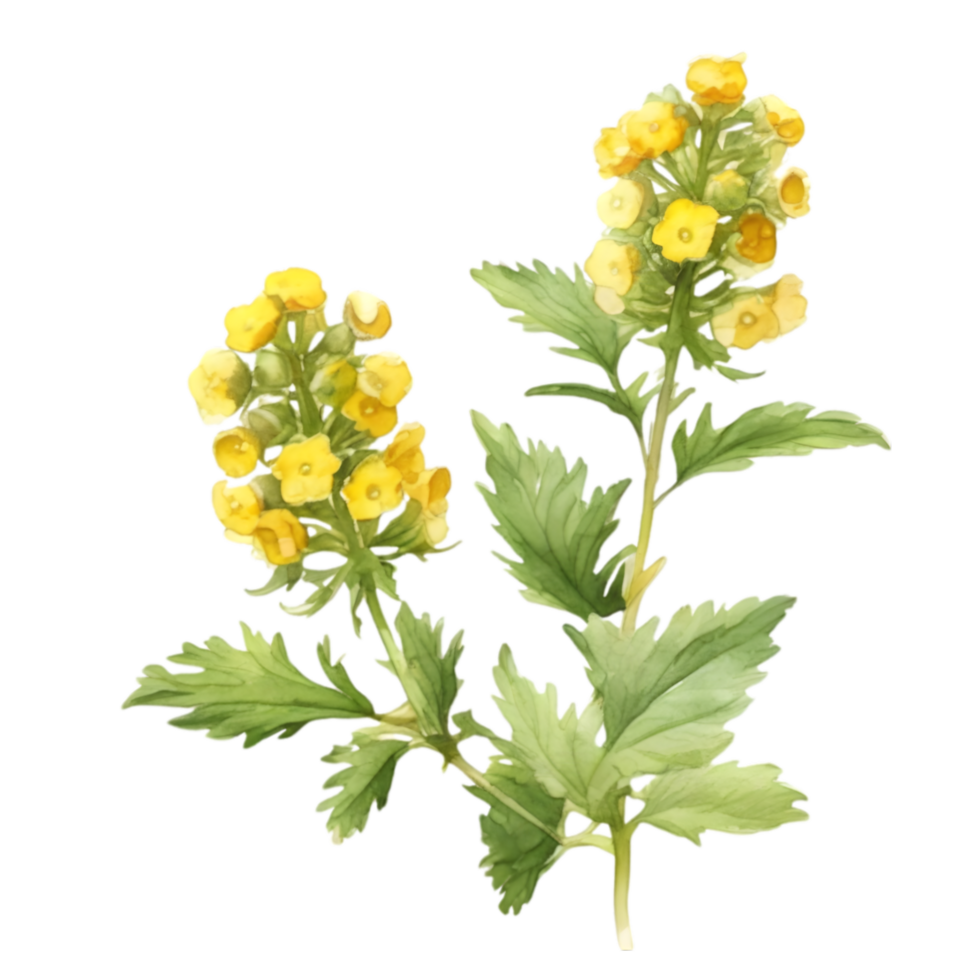 A painting of the Yellow Rattle plant. Ai-Generated. png