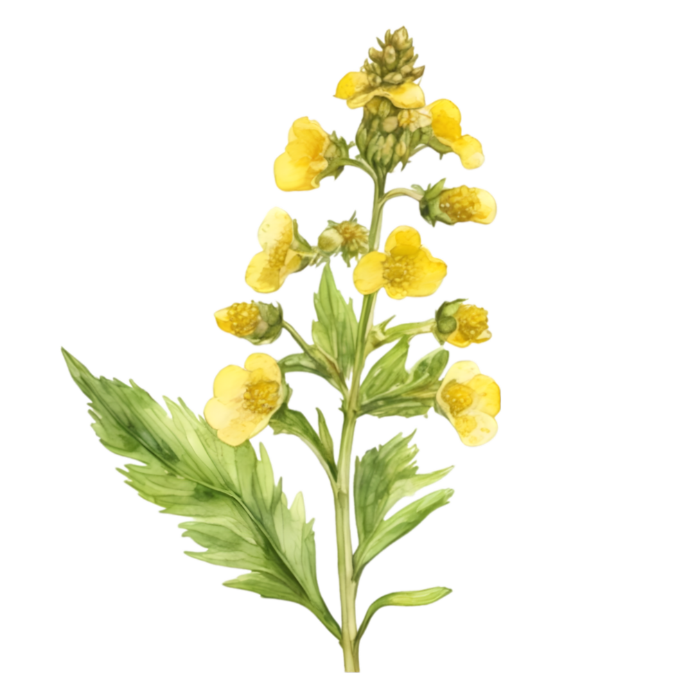 A painting of the Yellow Rattle plant. Ai-Generated. png