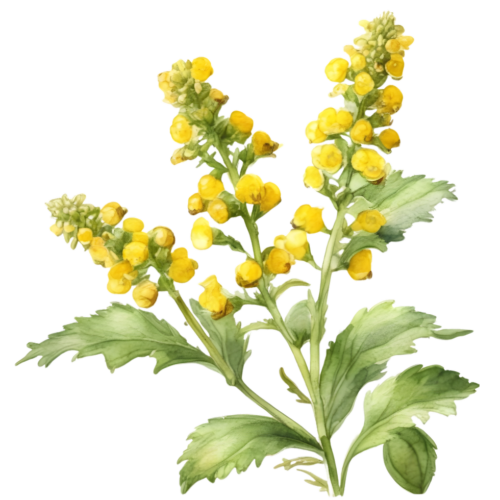 A painting of the Yellow Rattle plant. Ai-Generated. png