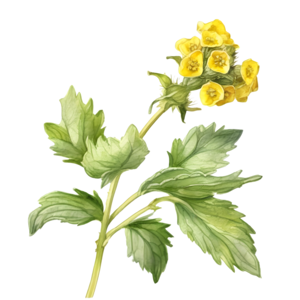 A painting of the Yellow Rattle plant. Ai-Generated. png