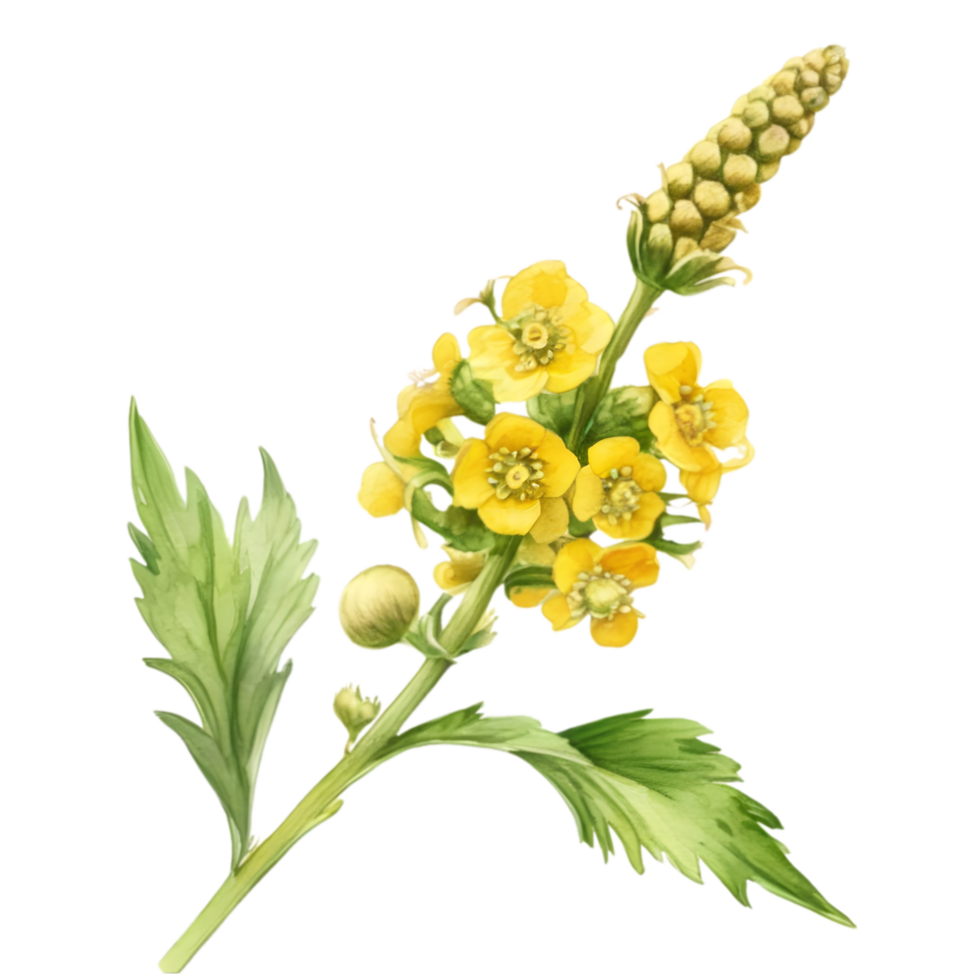 A painting of the Yellow Rattle plant. Ai-Generated. png