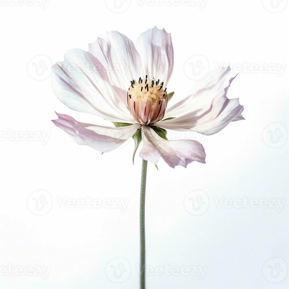 White flower close-up, single element, sublimation, print photo