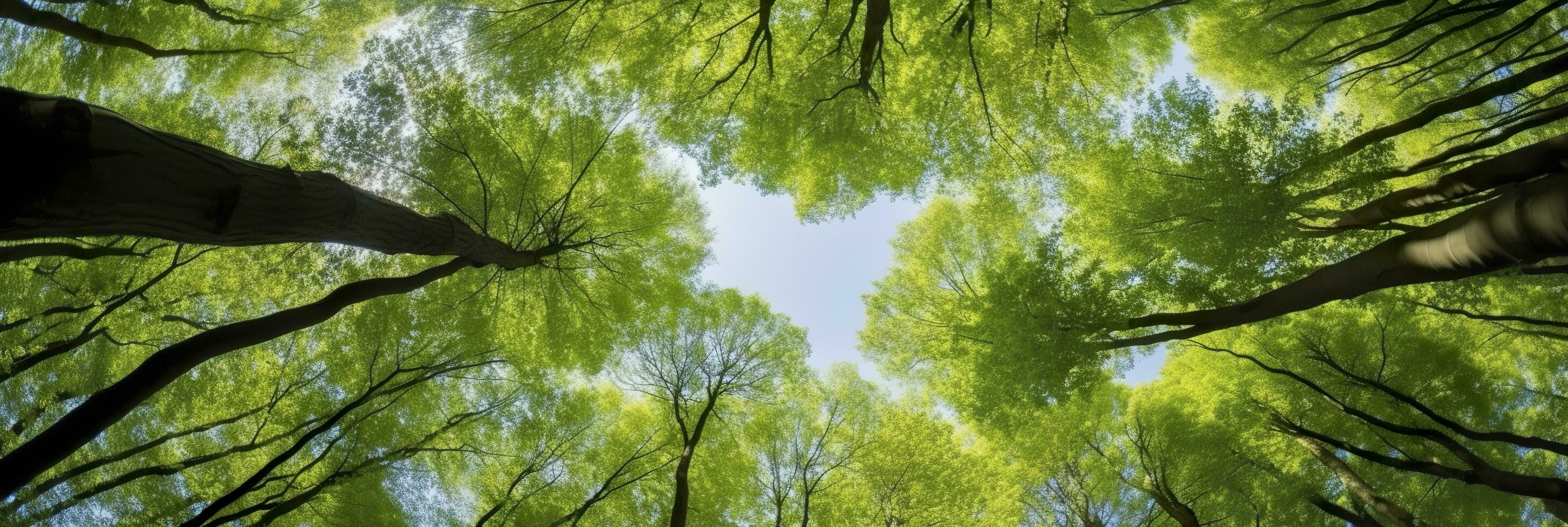 Looking up at the green tops of trees. AI Generated photo