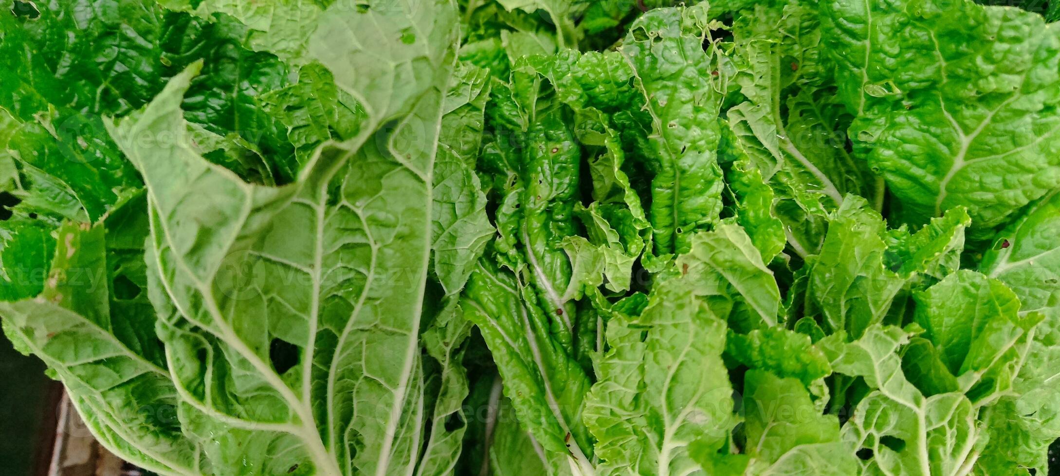Fressh Green veggies on the market texture and background photo