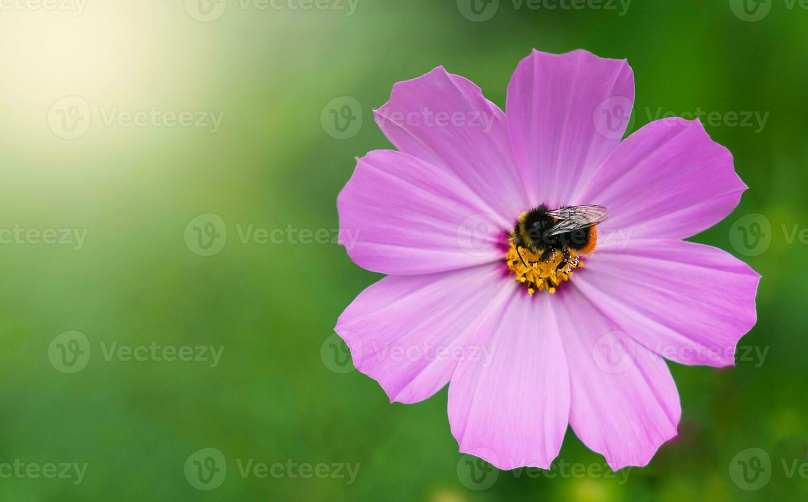 Bumblebee collects flower nectar on a pink flower. Close-up. Copy space. Selective focus. photo