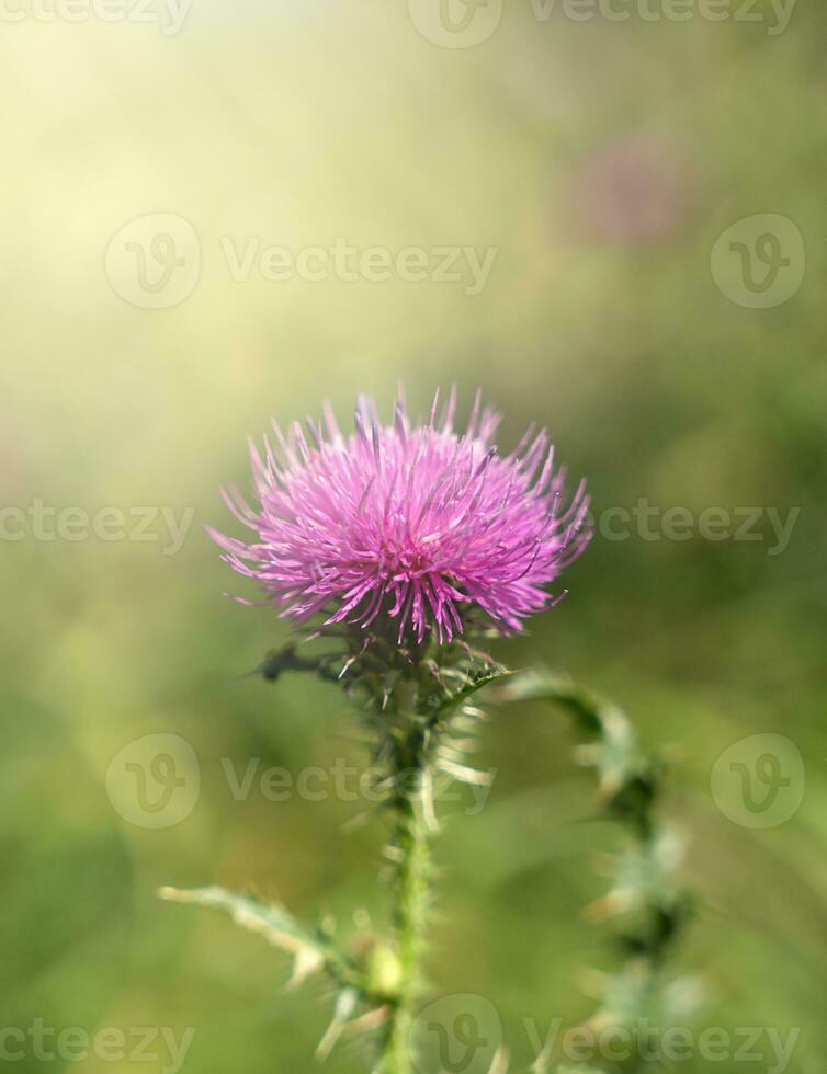 Flower of Carduus crispus on a sunny day. Natural wallpaper. Close-up. Selective focus. photo