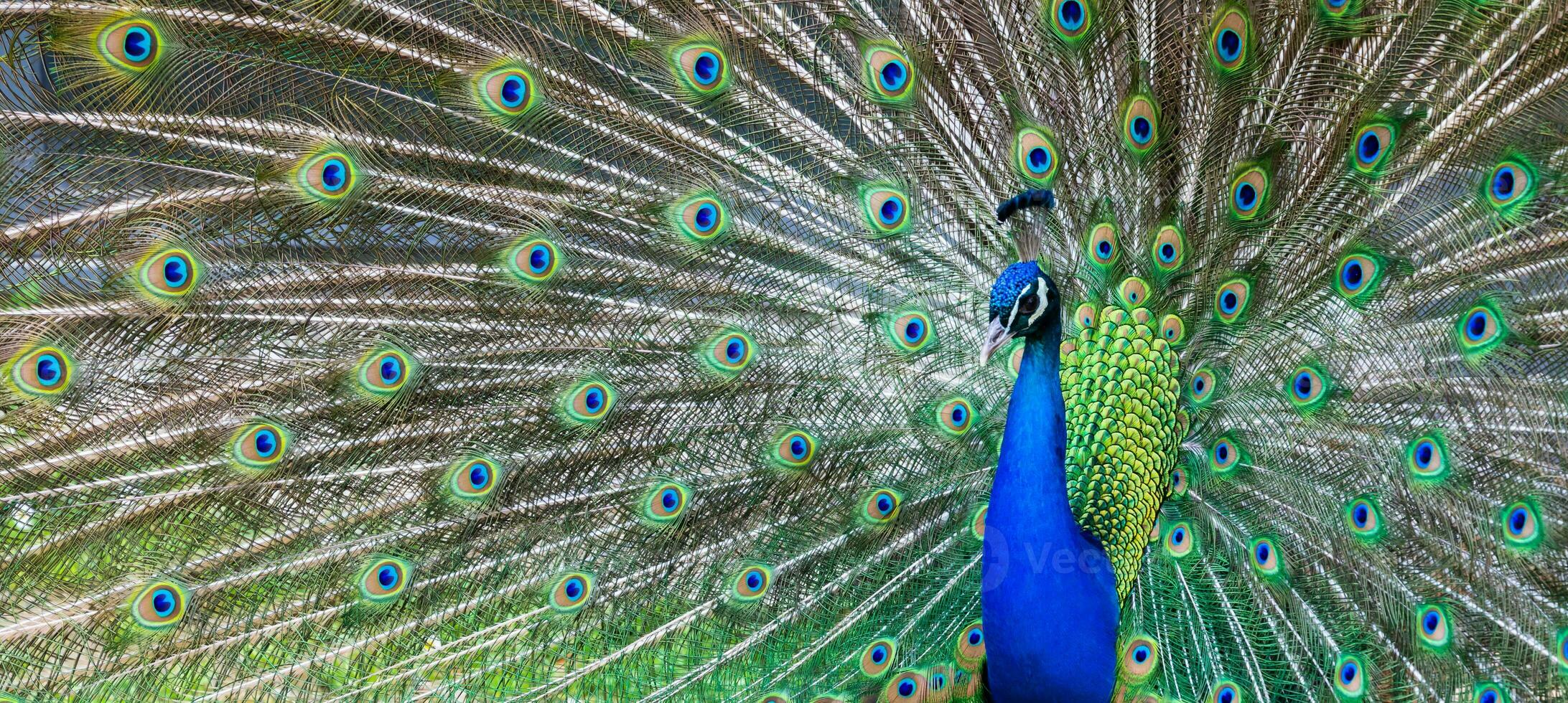 Peacock portrait. Beautiful colourful peackock feather photo