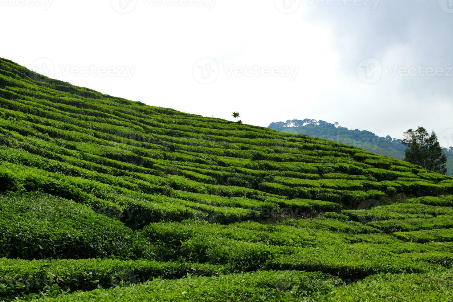 hermosa té plantación paisaje en el Mañana foto