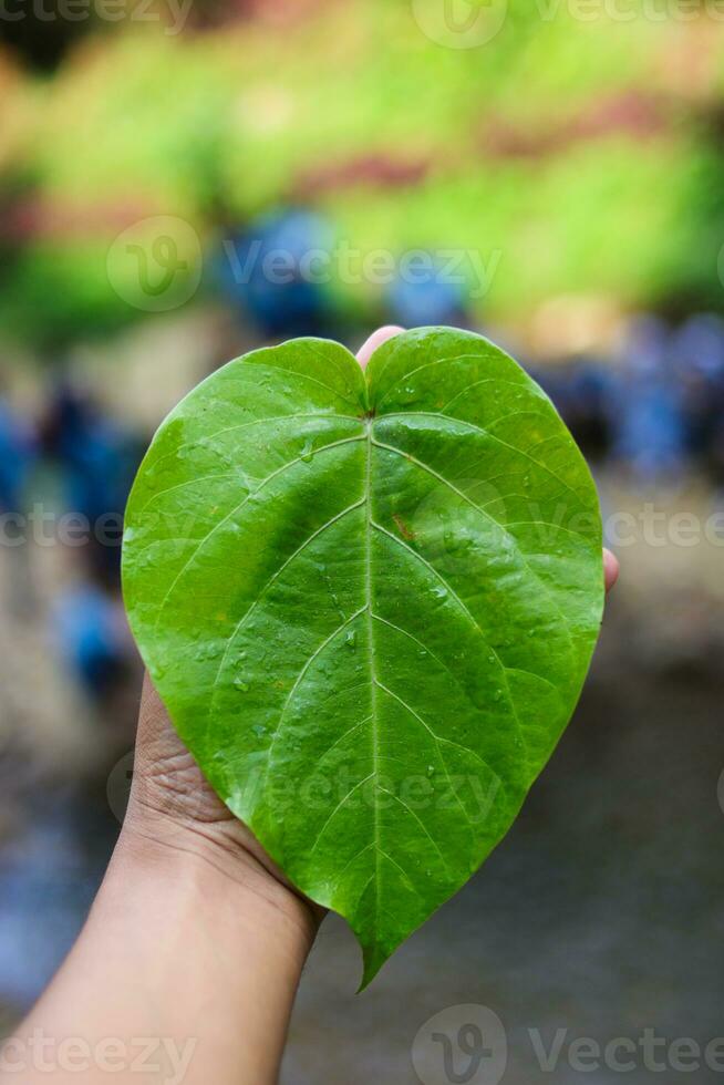 Hand holding a heart shaped leaf photo