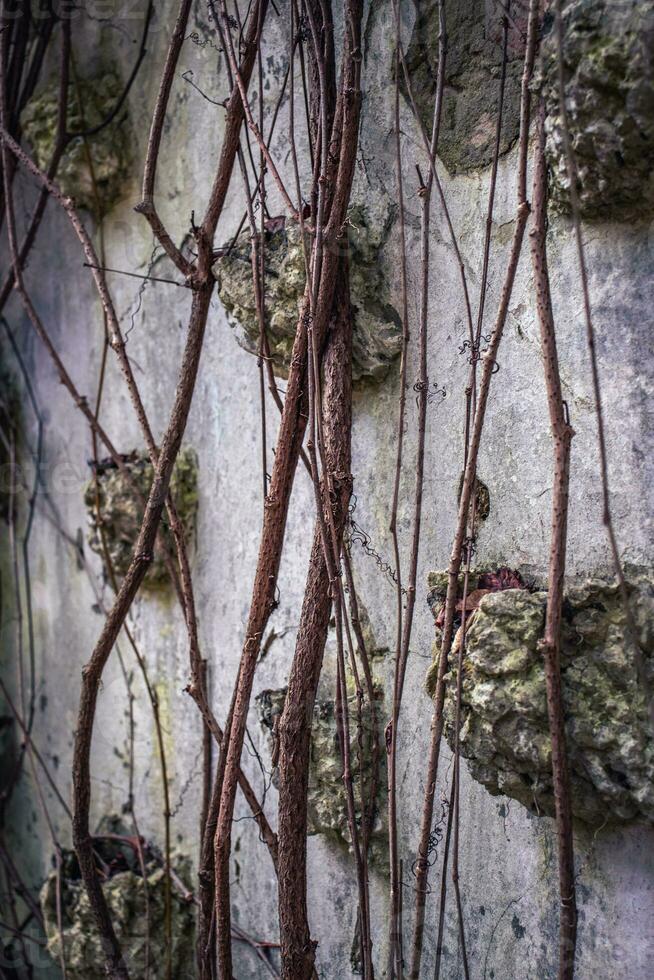 Old abandoned greenhouse concept photo. Stone house, ivy plant on the wall. photo