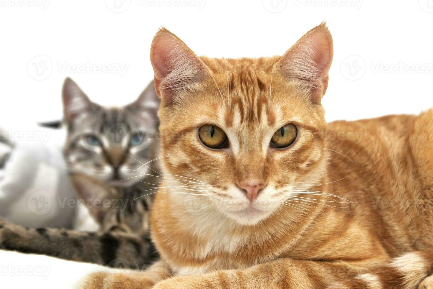 Orange cat looking straight ahead, accompanied by two cats relaxed and lying down, isolated on a white background. Relaxation and wellness concept. photo