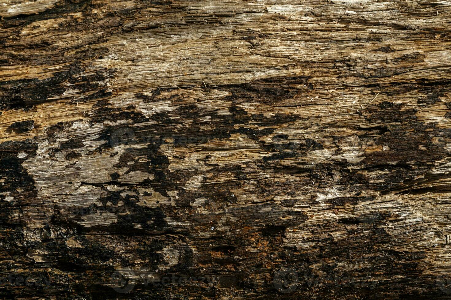 Background of a rustic wood texture. The charm of nature. photo