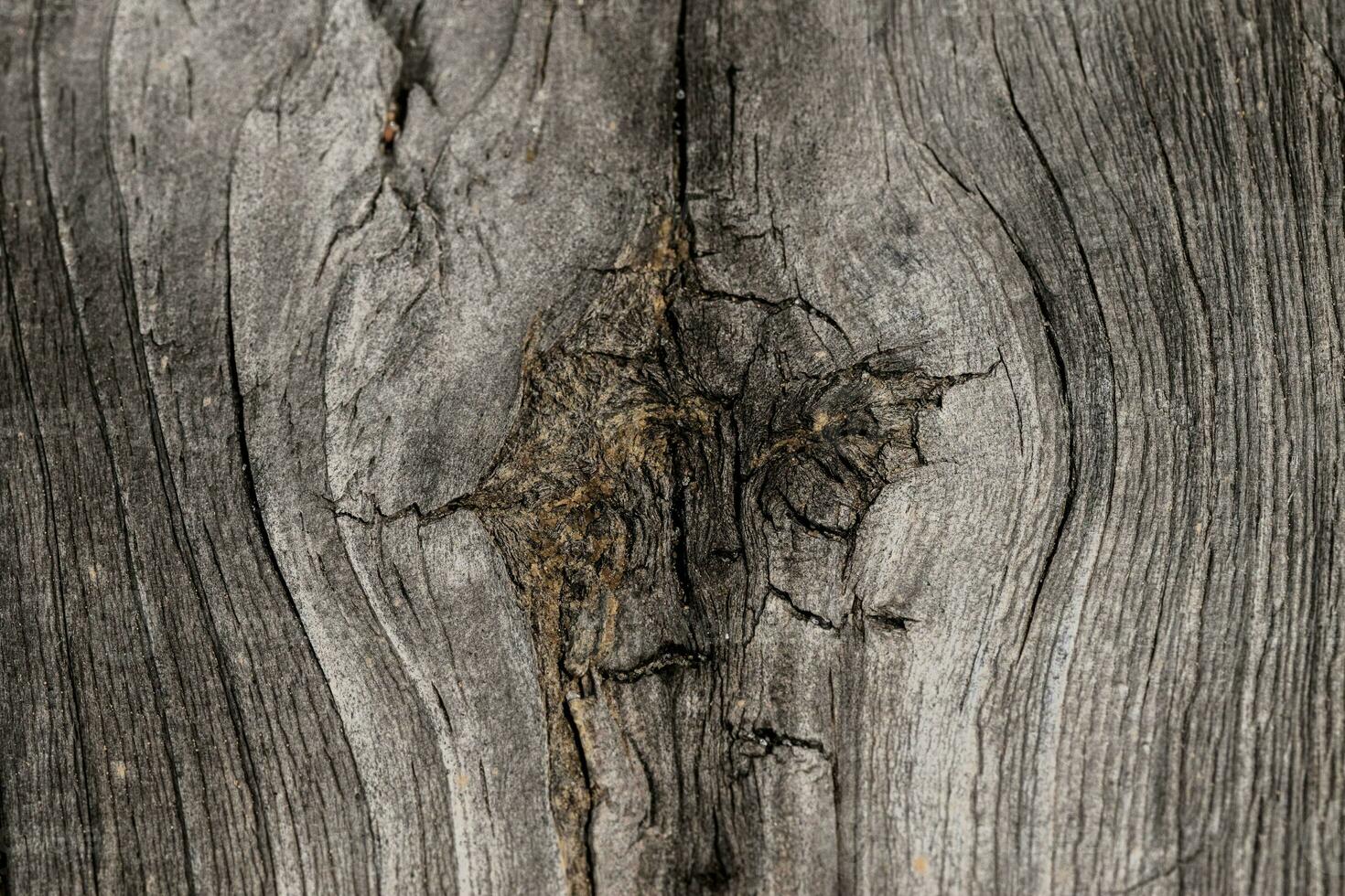 Background of a rustic wood texture. The charm of nature. photo