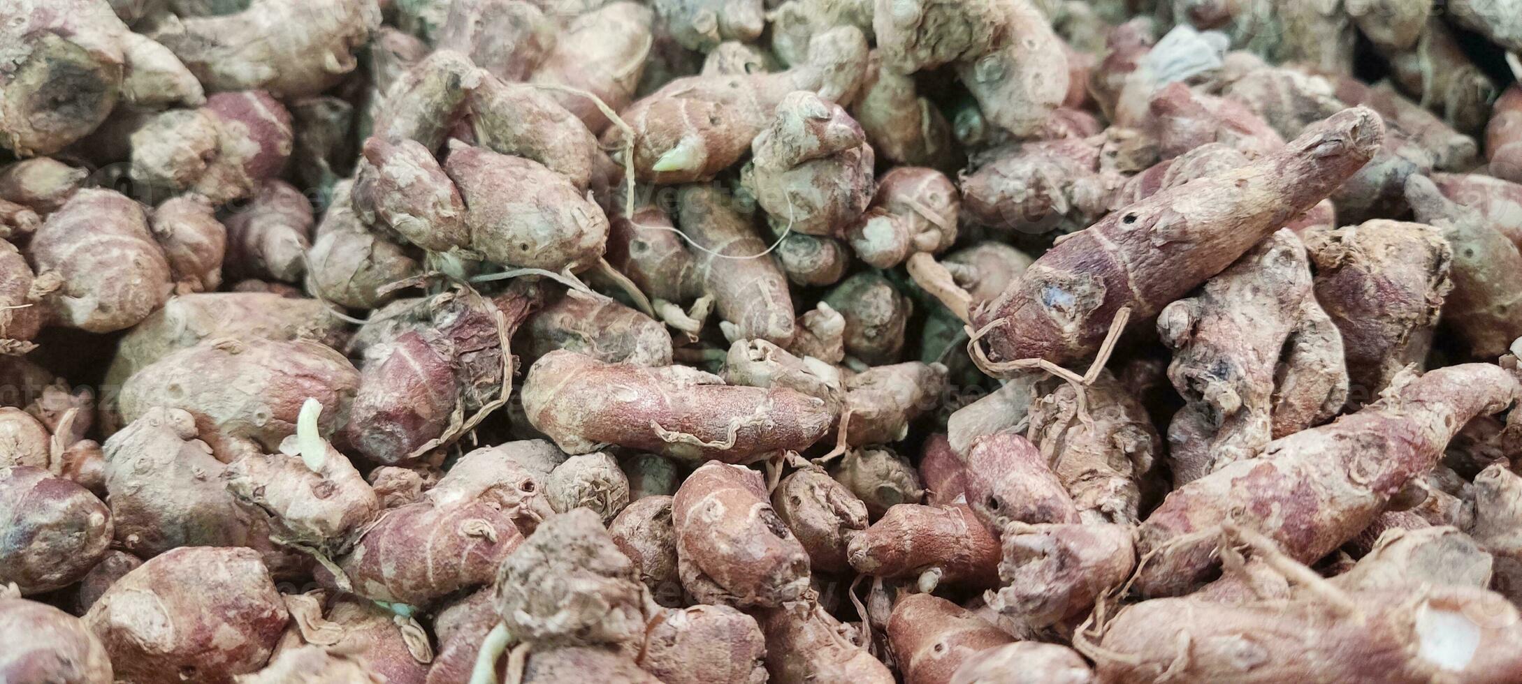 Turmeric plant background.Curcuma plant.Genus curcuma plant photo