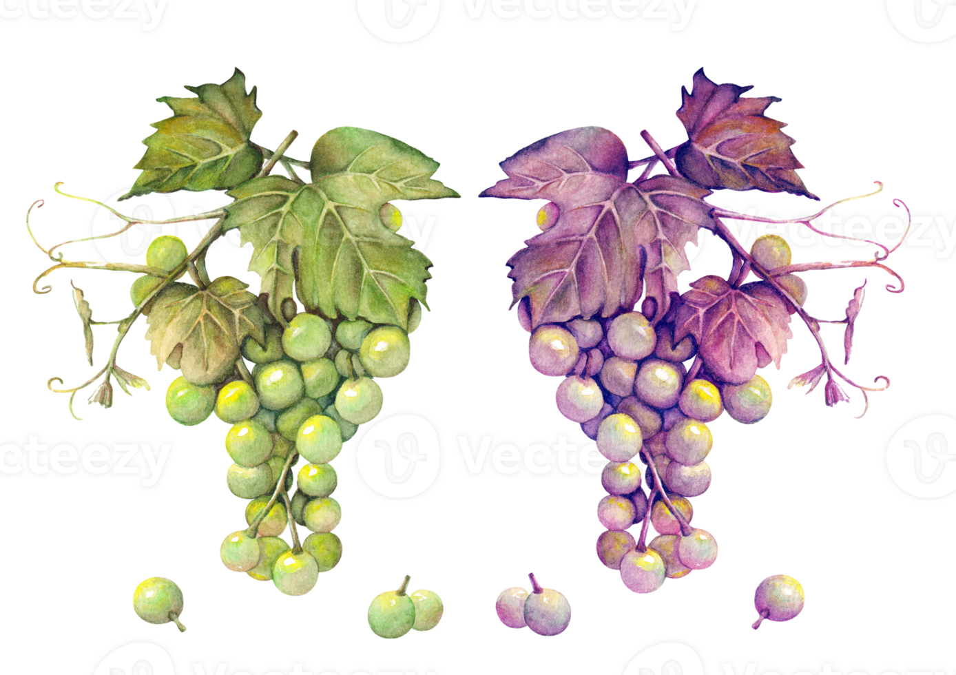 Set watercolor hand drawn illustration of a bunch of green and purple grapes. png