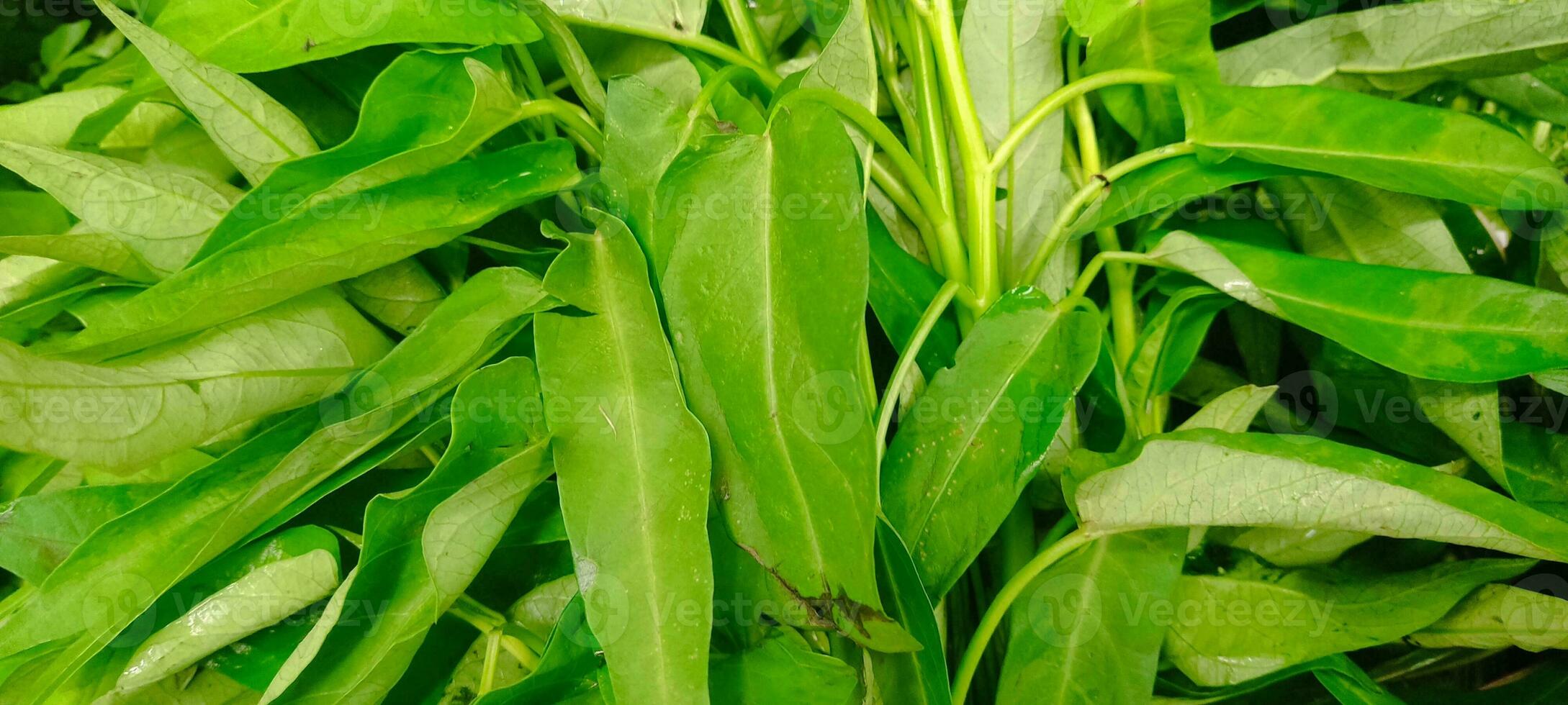 Veggies that sell on the market background photo