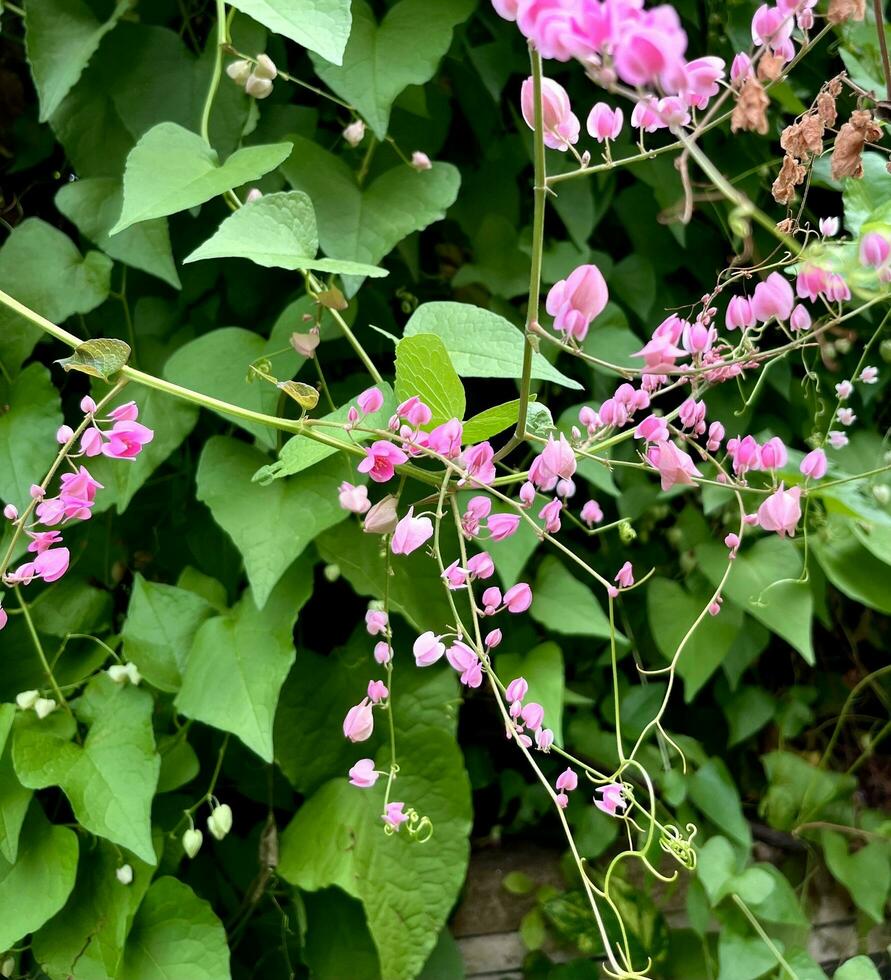 Natural leaves photography outdoor. Green botanical small pink flora flowers in small garden. photo