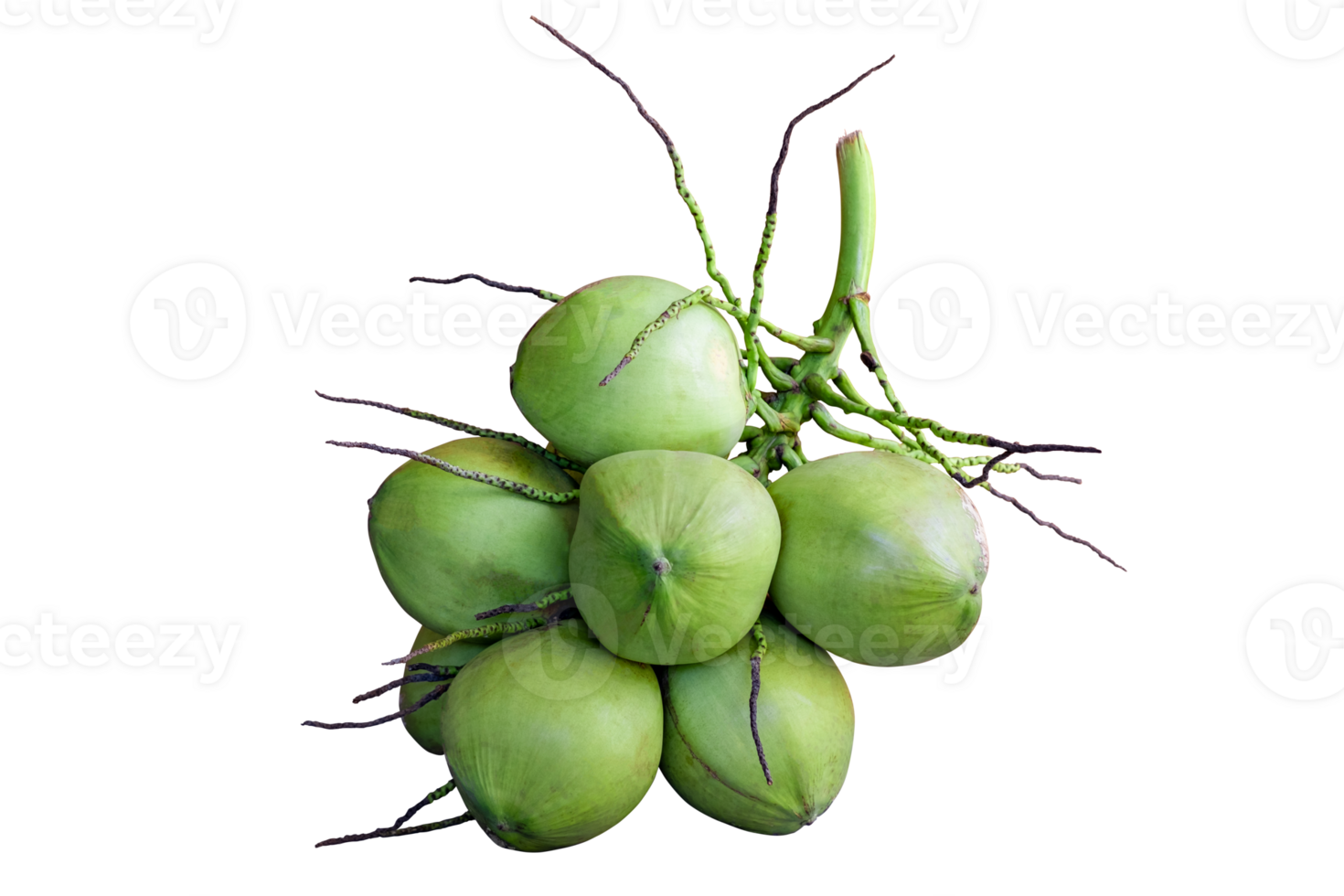 Group of young green coconut isolated on transparent background, PNG File format